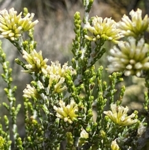 Ozothamnus cupressoides at Cotter River, ACT - 20 Feb 2021