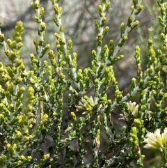 Ozothamnus cupressoides at Cotter River, ACT - 20 Feb 2021