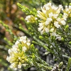 Ozothamnus cupressoides at Cotter River, ACT - 20 Feb 2021