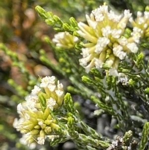 Ozothamnus cupressoides at Cotter River, ACT - 20 Feb 2021