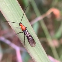 Braconidae (family) (Unidentified braconid wasp) at Murrumbateman, NSW - 25 Feb 2021 by SimoneC