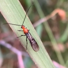 Braconidae sp. (family) (Unidentified braconid wasp) at Murrumbateman, NSW - 25 Feb 2021 by SimoneC