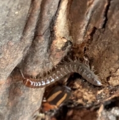 Diplopoda sp. (class) (Unidentified millipede) at Murrumbateman, NSW - 25 Feb 2021 by SimoneC