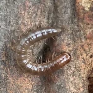 Diplopoda (class) at Murrumbateman, NSW - 25 Feb 2021