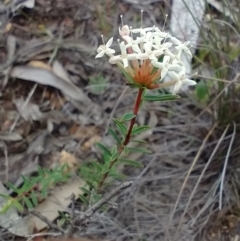 Pimelea linifolia (Slender Rice Flower) at Mongarlowe River - 11 Dec 2020 by MelitaMilner