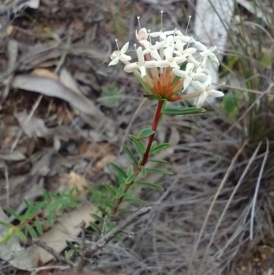 Pimelea linifolia (Slender Rice Flower) at Mongarlowe River - 11 Dec 2020 by MelitaMilner