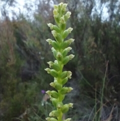 Microtis parviflora (Slender Onion Orchid) at Mongarlowe River - 11 Dec 2020 by MelitaMilner