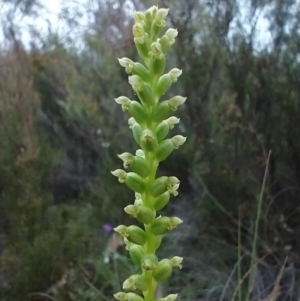 Microtis parviflora at Mongarlowe, NSW - suppressed