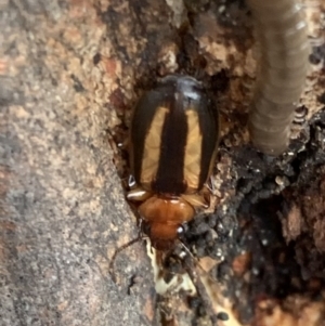 Philophlaeus sp. (genus) at Murrumbateman, NSW - 25 Feb 2021 03:33 PM