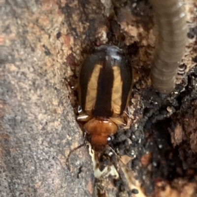 Philophlaeus sp. (genus) (Bark carab beetle) at Murrumbateman, NSW - 25 Feb 2021 by SimoneC