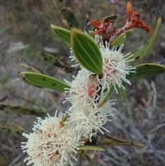 Hakea dactyloides (Finger Hakea) at Mongarlowe River - 11 Dec 2020 by MelitaMilner