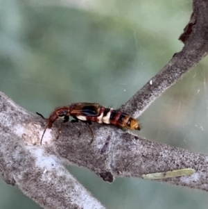 Carphurus sp. (genus) at Murrumbateman, NSW - 25 Feb 2021