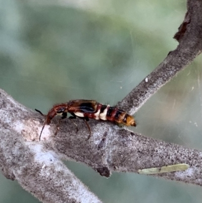 Carphurus sp. (genus) (Soft-winged flower beetle) at Murrumbateman, NSW - 25 Feb 2021 by SimoneC