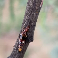 Carphurus sp. (genus) at Murrumbateman, NSW - 25 Feb 2021 03:00 PM