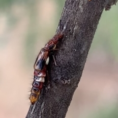 Carphurus sp. (genus) at Murrumbateman, NSW - 25 Feb 2021