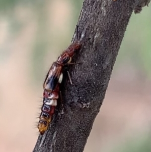 Carphurus sp. (genus) at Murrumbateman, NSW - 25 Feb 2021