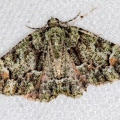 Aeolochroma metarhodata (Tea-tree Emerald (Geometrinae)) at Melba, ACT - 14 Feb 2021 by Bron