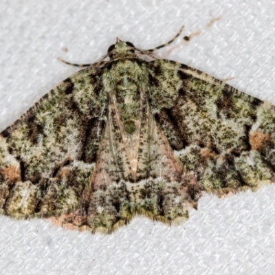 Aeolochroma metarhodata (Tea-tree Emerald (Geometrinae)) at Melba, ACT - 14 Feb 2021 by Bron