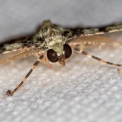 Aeolochroma metarhodata at Melba, ACT - 14 Feb 2021 09:49 AM