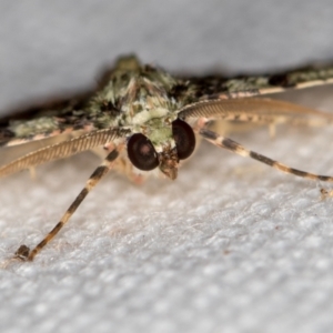 Aeolochroma metarhodata at Melba, ACT - 14 Feb 2021 09:49 AM