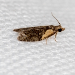 Capua intractana (A Tortricid moth) at Melba, ACT - 14 Feb 2021 by Bron