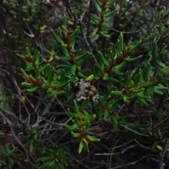 Persoonia subvelutina at Mongarlowe, NSW - 11 Dec 2020 by MelitaMilner