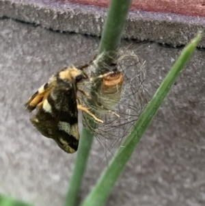 Anestia (genus) at Murrumbateman, NSW - 24 Feb 2021