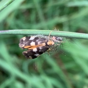 Anestia (genus) at Murrumbateman, NSW - 24 Feb 2021