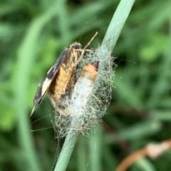 Anestia (genus) at Murrumbateman, NSW - 24 Feb 2021 04:00 PM