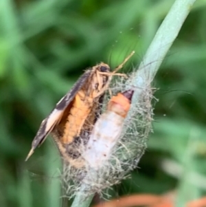 Anestia (genus) at Murrumbateman, NSW - 24 Feb 2021