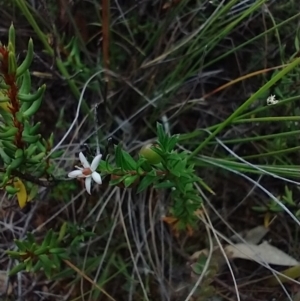 Rhytidosporum procumbens at Mongarlowe, NSW - 11 Dec 2020