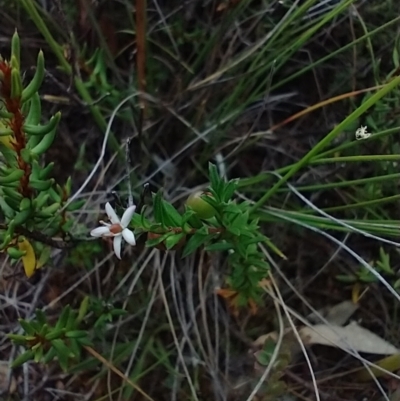 Rhytidosporum procumbens (White Marianth) at QPRC LGA - 11 Dec 2020 by MelitaMilner