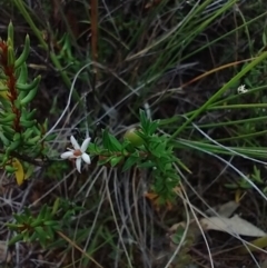 Rhytidosporum procumbens (White Marianth) at Mongarlowe, NSW - 11 Dec 2020 by MelitaMilner