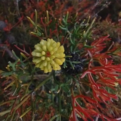 Isopogon prostratus (Prostrate Cone-bush) at QPRC LGA - 11 Dec 2020 by MelitaMilner