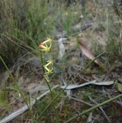 Stackhousia viminea (Slender Stackhousia) at Mongarlowe, NSW - 11 Dec 2020 by MelitaMilner