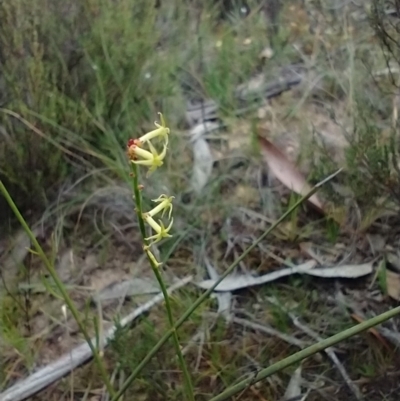 Stackhousia viminea (Slender Stackhousia) at Mongarlowe River - 11 Dec 2020 by MelitaMilner