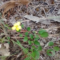 Goodenia hederacea subsp. hederacea (Ivy Goodenia, Forest Goodenia) at Mongarlowe River - 11 Dec 2020 by MelitaMilner