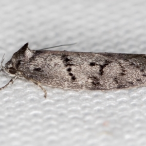 Oenochroa and Artiastis (genera) at Melba, ACT - 14 Feb 2021 11:12 AM