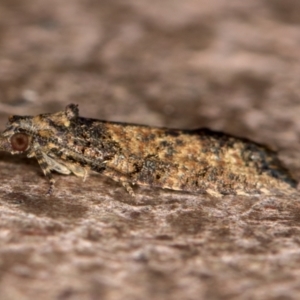 Isochorista (genus) at Melba, ACT - 14 Feb 2021