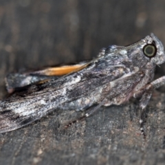 Salma pyrastis (A Pyralid moth (Epipaschiinae) at Melba, ACT - 14 Feb 2021 by Bron