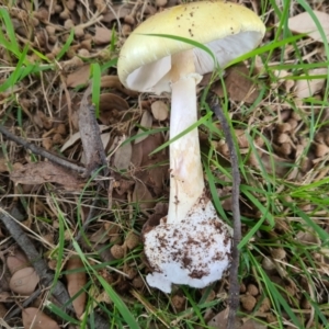 Amanita phalloides at Griffith, ACT - 23 Feb 2021