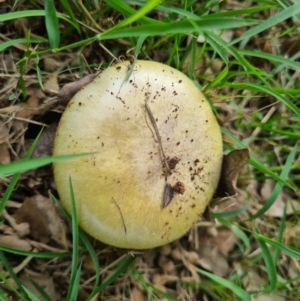 Amanita phalloides at Griffith, ACT - 23 Feb 2021 11:43 AM