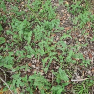 Onobrychis viciifolia at Hughes, ACT - 19 Feb 2021 12:22 PM