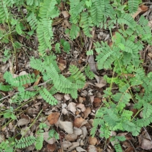 Onobrychis viciifolia at Hughes, ACT - 19 Feb 2021 12:22 PM