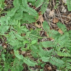 Onobrychis viciifolia at Hughes, ACT - 19 Feb 2021 12:22 PM