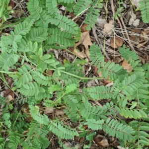 Onobrychis viciifolia at Hughes, ACT - 19 Feb 2021 12:22 PM