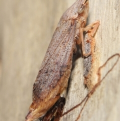 Stenocotis depressa (Leafhopper) at ANBG - 21 Feb 2021 by TimL