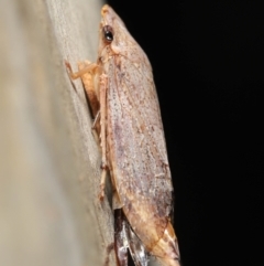 Stenocotis depressa at Downer, ACT - 21 Feb 2021