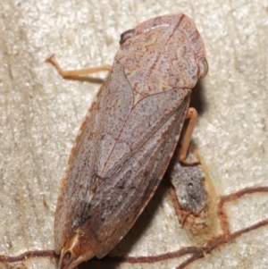 Stenocotis depressa at Downer, ACT - 21 Feb 2021