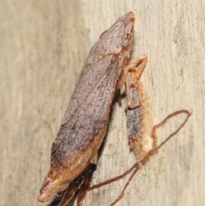 Stenocotis depressa at Downer, ACT - 21 Feb 2021